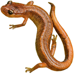 Van Dyke's Salamander